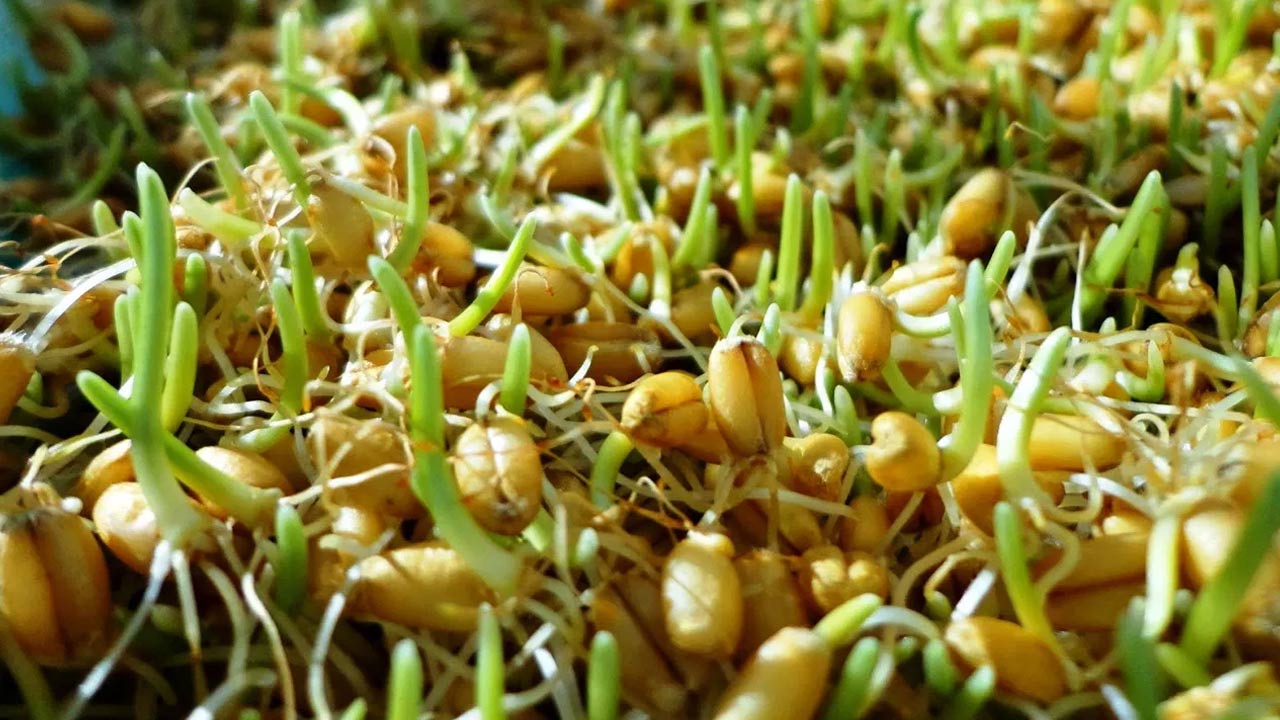 Sprouted Wheat : మొలకెత్తిన గోధుమలు తీసుకోవడం వలన ఎలాంటి ఆరోగ్య ప్రయోజనాలు ఉన్నాయో తెలుసా...!